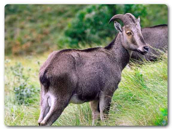  Tamil Nadu State animal, Nilgiri tahr, Nilgiritragus hylocrius